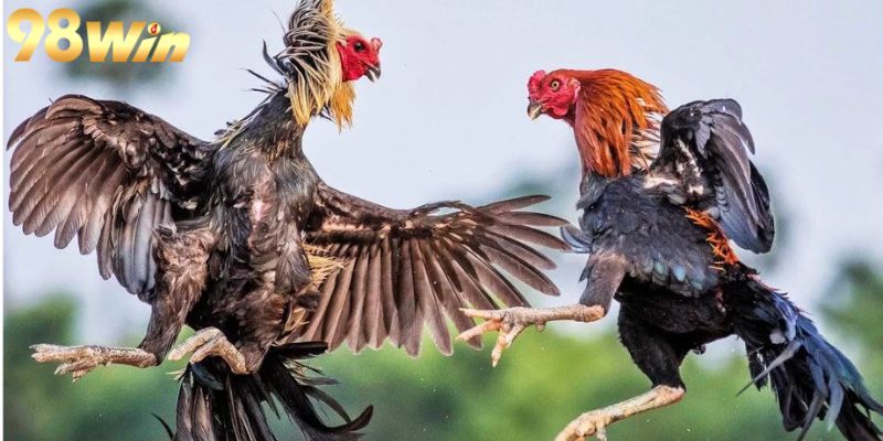 Khám phá đá gà Thomo hàng đầu